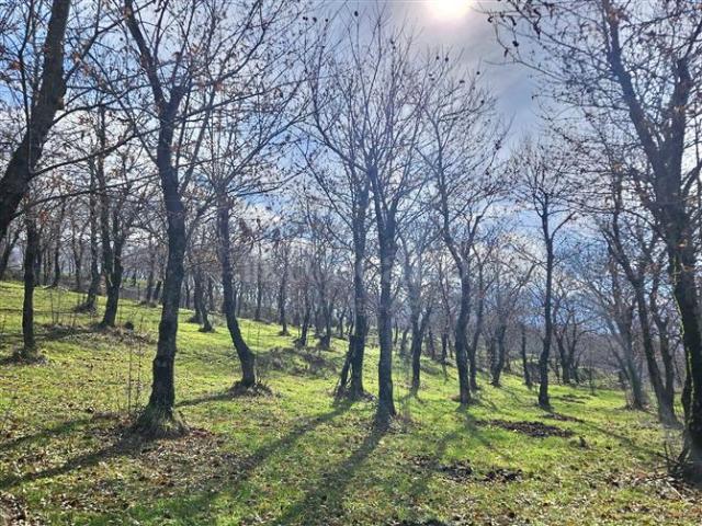 Terreno in vendita a Contrada, Campania