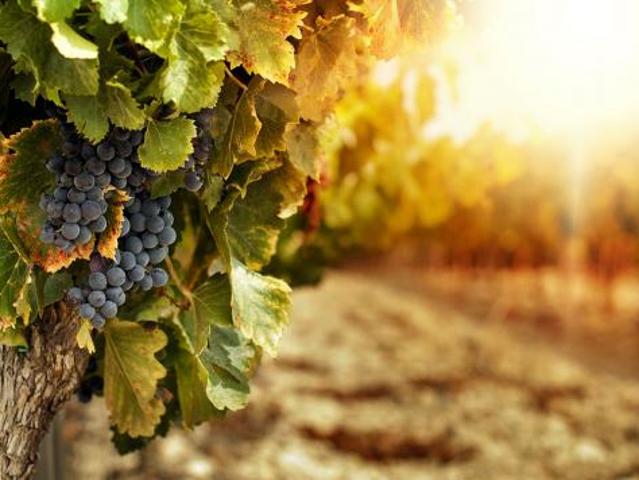 Terreno in vendita a Unione dei Comuni Circondario dell'Empolese Valdelsa, Gambassi Terme