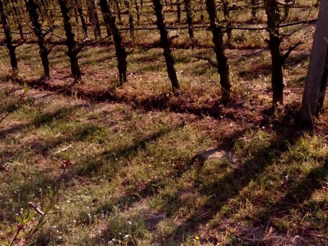 Terreno in affitto a Unione della Romagna Faentina, Faenza