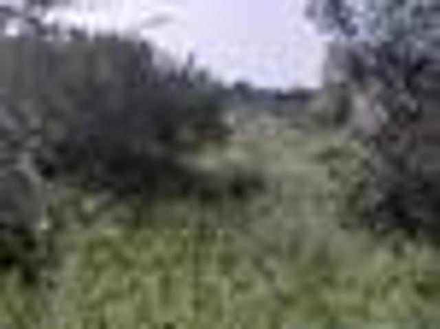 Terreno in affitto a Marsala, Sicilia