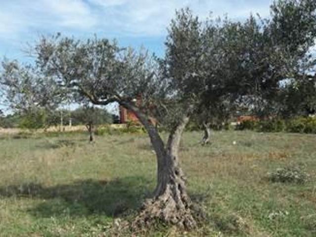 Terreno in affitto a Strasatti, Marsala