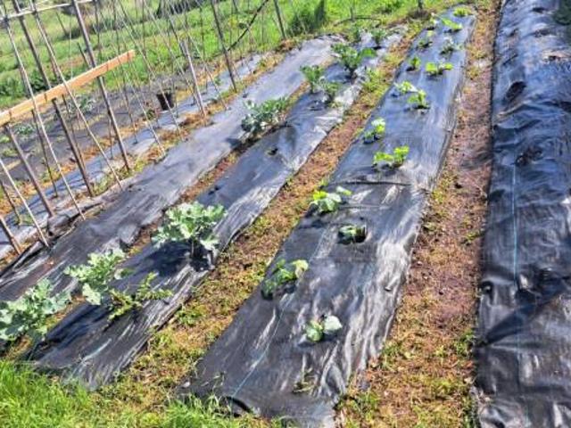 Terreno in affitto a Falcognana, Roma Capitale