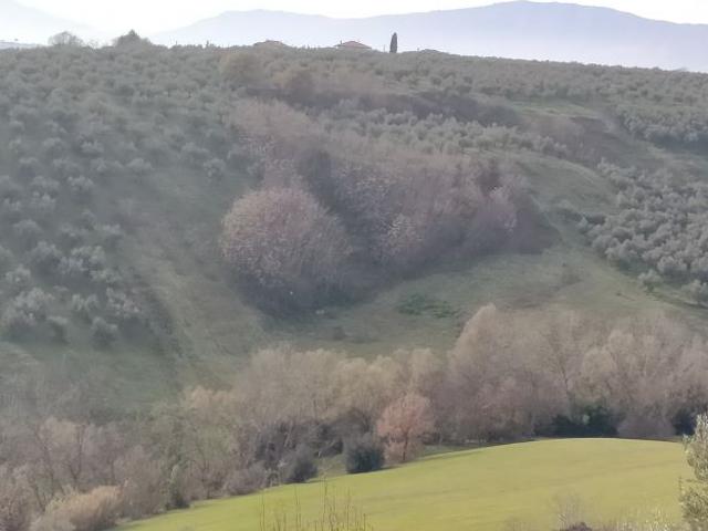 Terreno in vendita a Moscufo, Abruzzo
