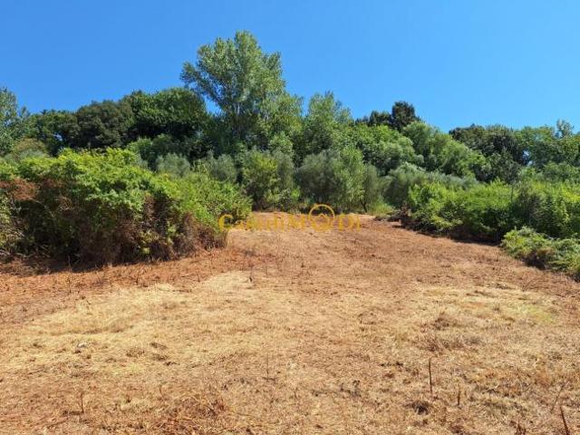 Terreno in vendita a Fauglia, Toscana
