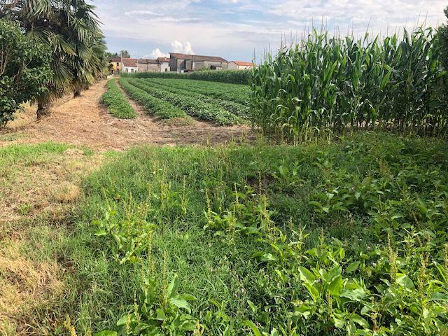 Terreno in vendita a Adria, Veneto