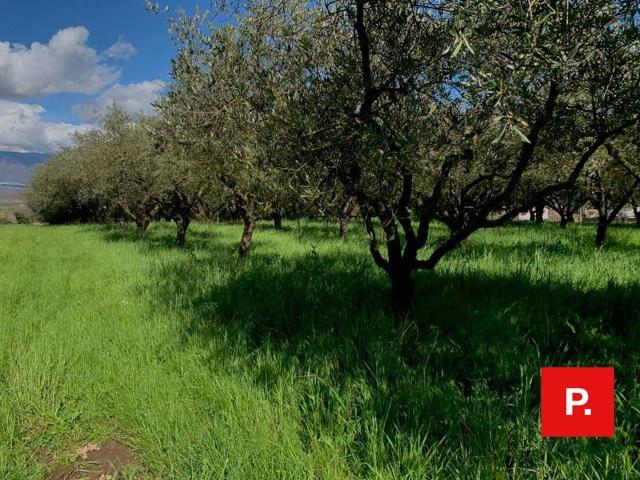 Terreno in vendita a Alvignano, Campania