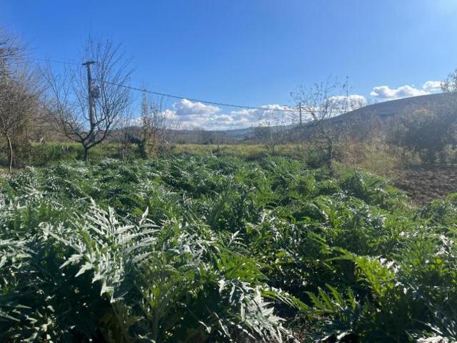 Terreno in vendita a Asciano, Toscana
