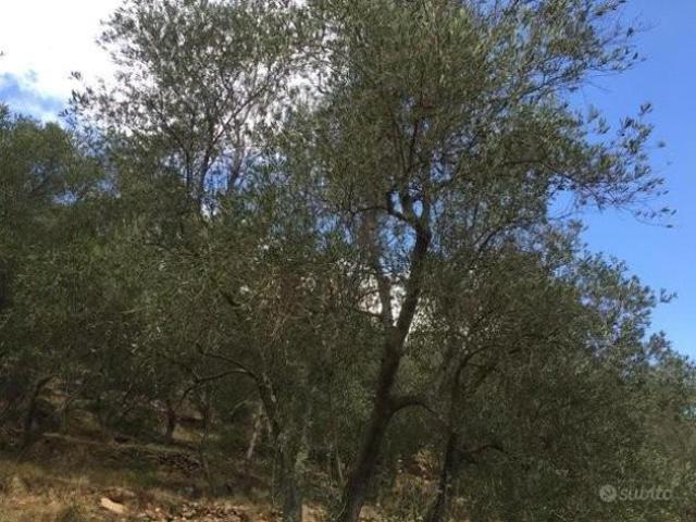Terreno in vendita a Asciano, San Giuliano Terme