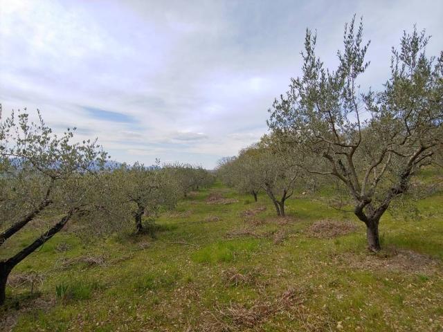 Terreno in vendita a Assisi, Umbria