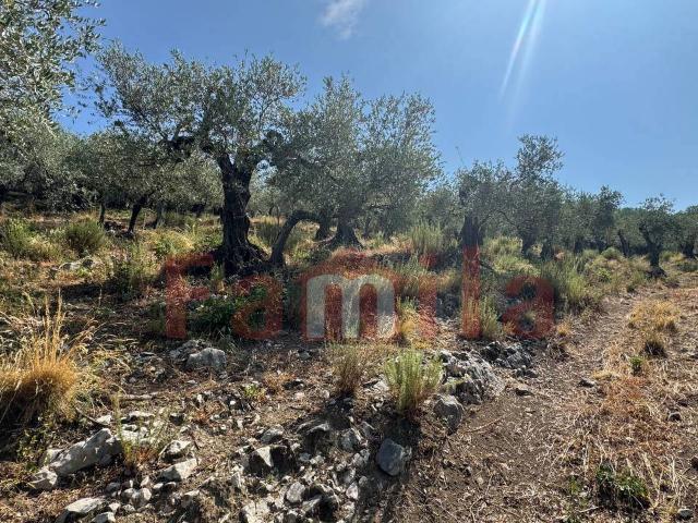 Terreno in vendita a Avella, Avellino
