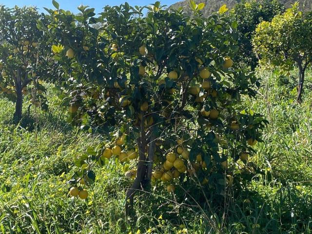 Terreno in vendita a Calabria, Reggio Calabria