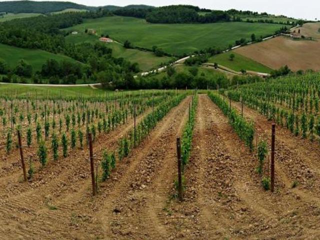 Terreno in vendita a Bibbona, Toscana