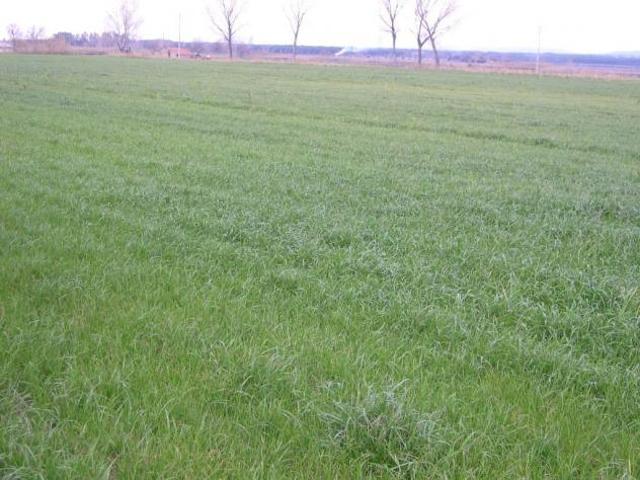 Terreno in vendita a Bolgheri, Toscana