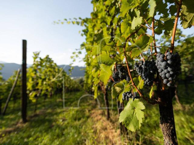 Terreno in vendita a Centro-Piani-Rencio - Zentrum-Bozner Boden-Rentsch, Bolzano - Bozen