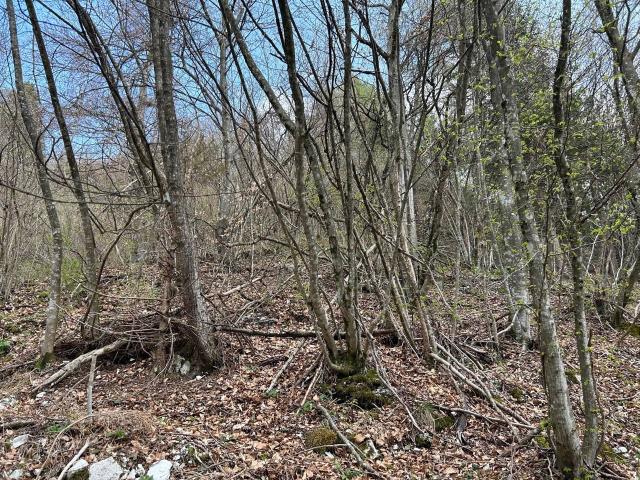 Terreno in vendita a Borgo Valbelluna, Stabie