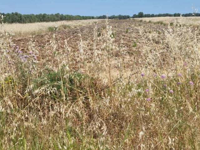 Terreno in vendita a Sant'Elia, Puglia