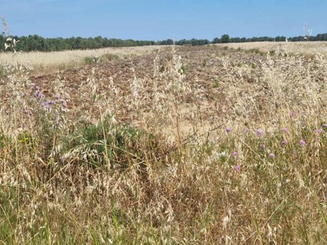 Terreno in vendita a Sant'Elia, Puglia
