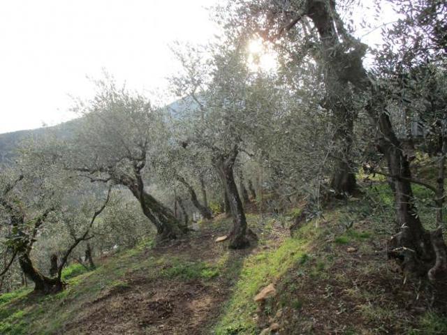 Terreno in vendita a Buti, Toscana