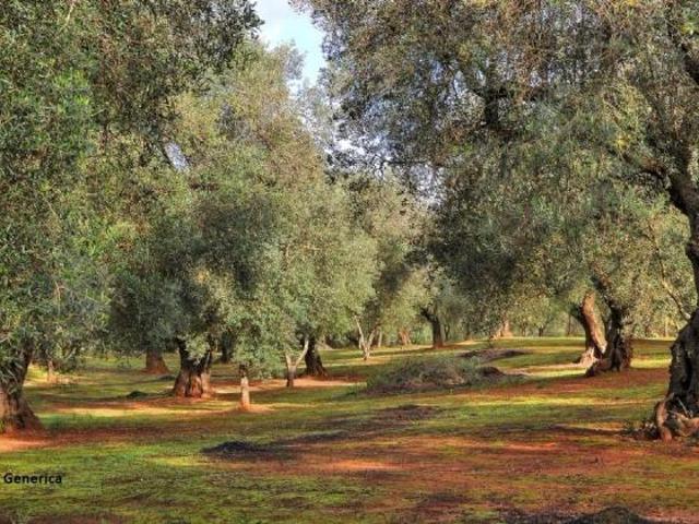 Terreno in vendita a Buti, Toscana