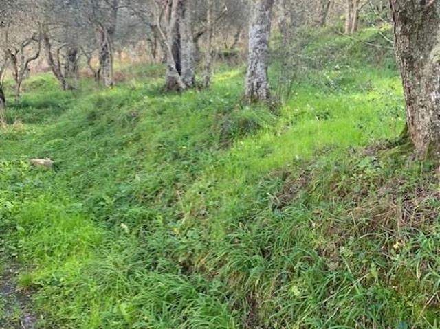 Terreno in vendita a Pontegrande-Sant'Andrea, Calci