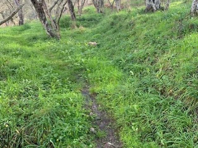 Terreno in vendita a Pontegrande-Sant'Andrea, Calci