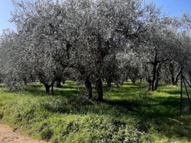 Terreno in vendita a Campiglia dei Foci, Colle Di Val D'elsa