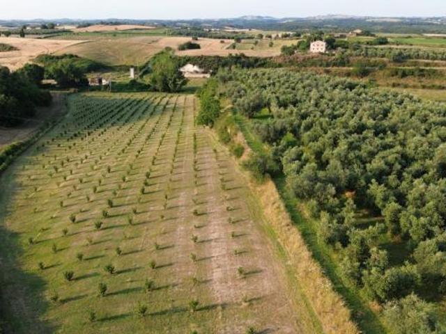 Terreno in vendita a Canino, Lazio