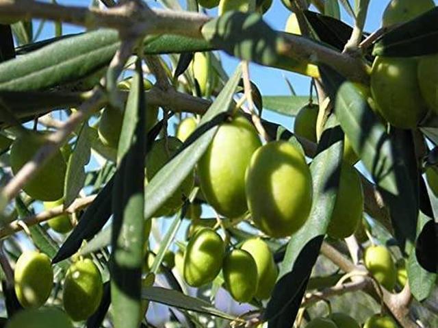 Terreno in vendita a Puglia, Barletta-andria-trani
