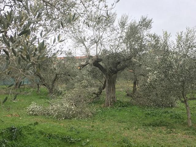Terreno in vendita a Puglia, Barletta-andria-trani