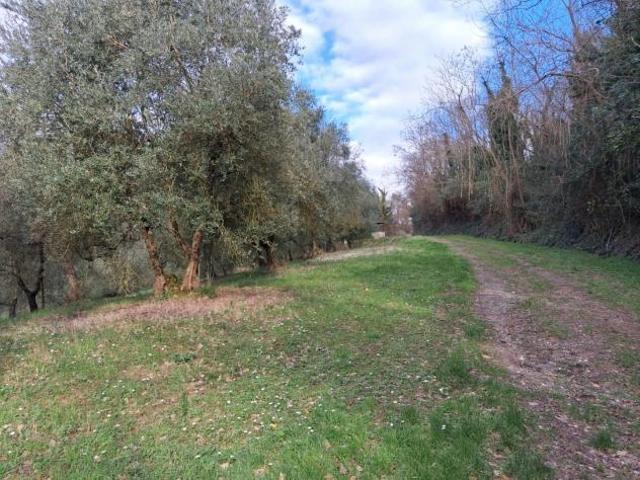 Terreno in vendita a San Pietro Belvedere, Toscana