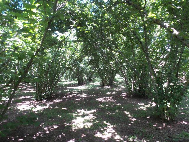 Terreno in vendita a Caprarola, Lazio