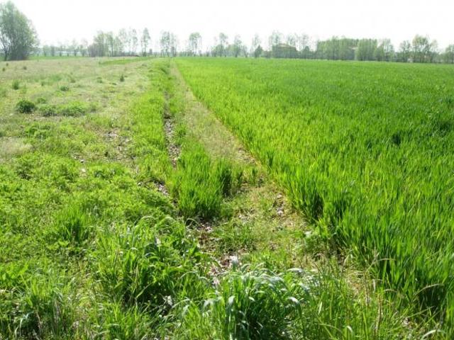 Terreno in vendita a San Giovannialla Vena, Toscana