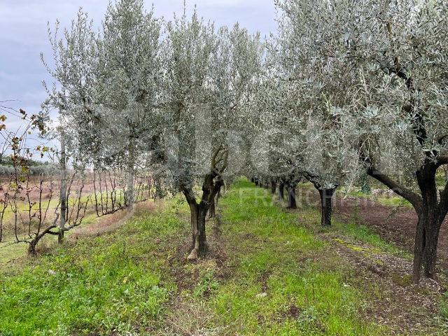 Terreno in vendita a Santa Maria Capua, Campania