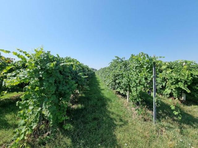 Terreno in vendita a Unione delle Terre d'Argine, Carpi