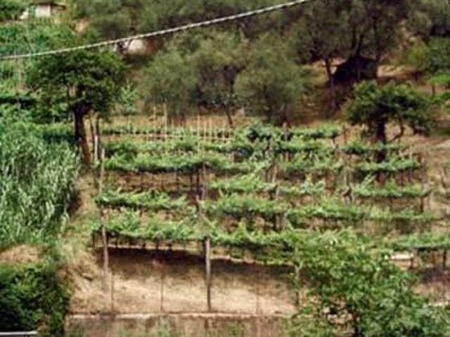 Terreno in vendita a Carrara, Toscana