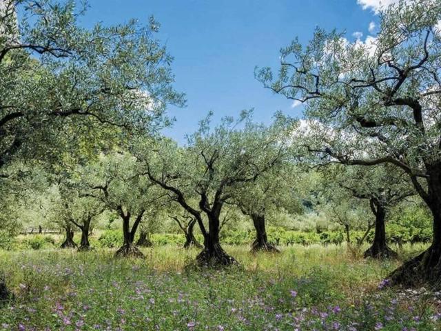 Terreno in vendita a Casciana Terme Lari, Casciana Alta