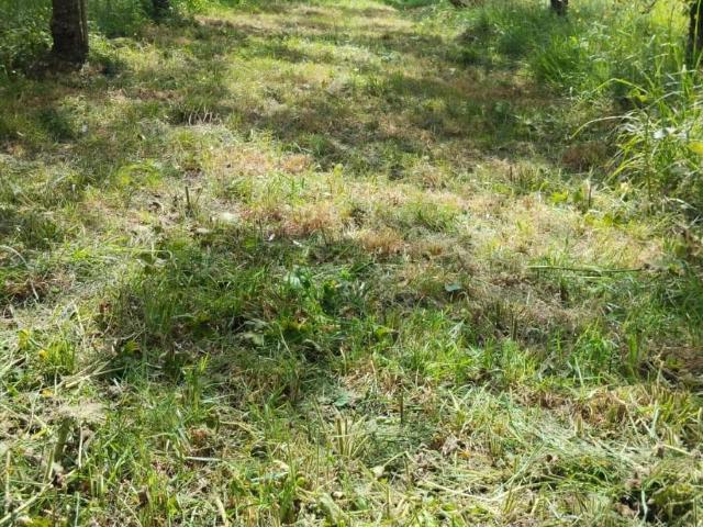 Terreno in vendita a Navacchio, Cascina