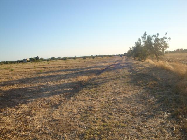 Terreno in vendita a Casone, Bolgheri