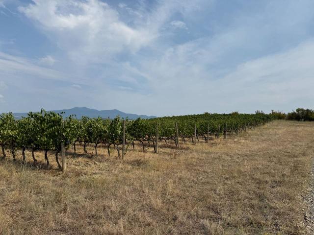 Terreno in vendita a Bolgheri, Toscana