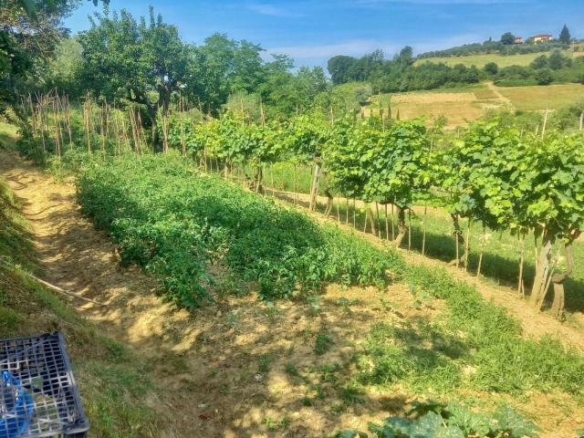 Terreno in vendita a Unione dei Comuni Circondario dell'Empolese Valdelsa, Castelfiorentino