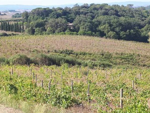 Terreno in vendita a Castelnuovo Berardenga, Toscana