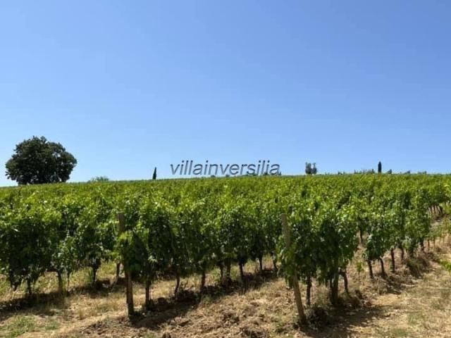 Terreno in vendita a Castelnuovo Berardenga, Toscana