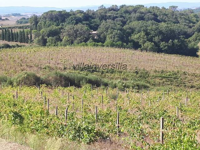 Terreno in vendita a Castelnuovo Berardenga, Toscana