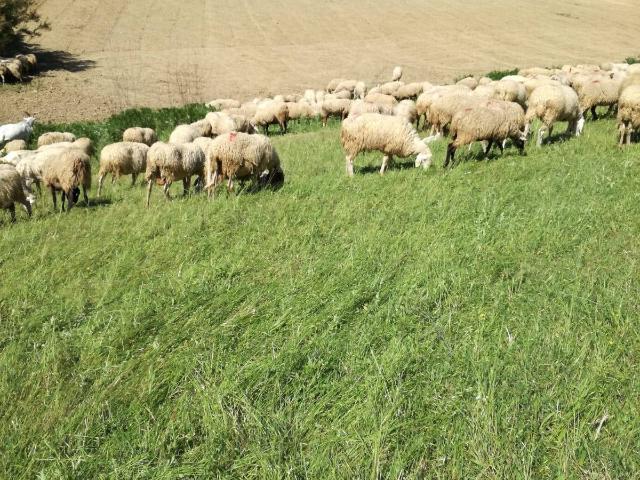 Terreno in vendita a Marche, Ascoli Piceno