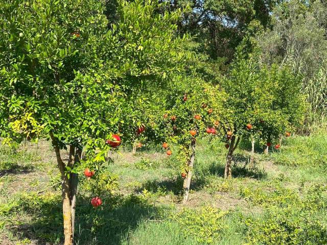 Terreno in vendita a Calabria, Catanzaro