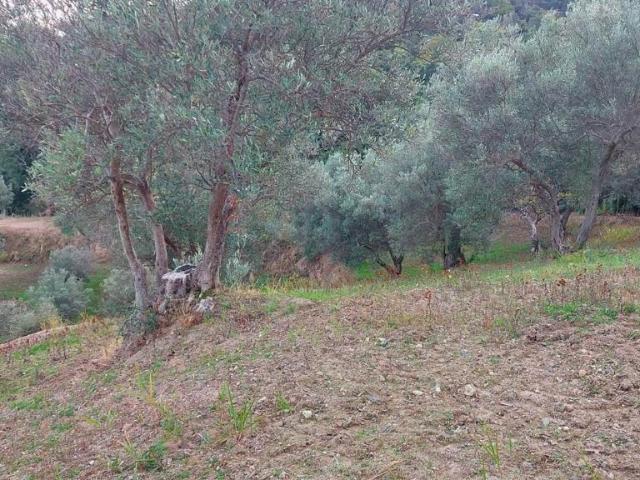 Terreno in vendita a Calabria, Catanzaro