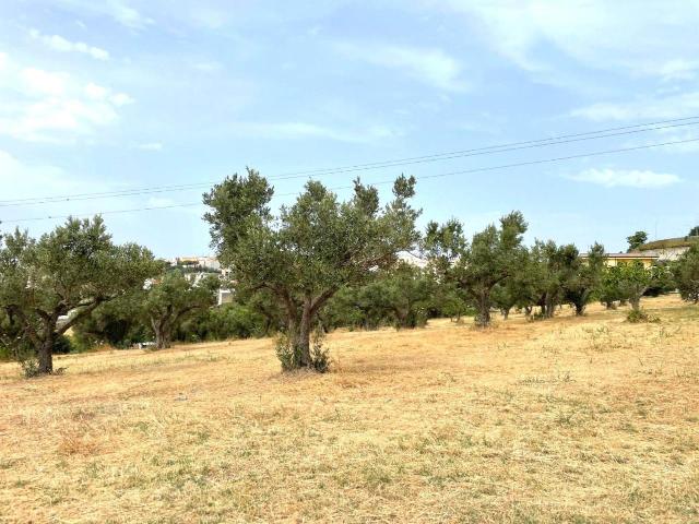 Terreno in vendita a Siano, Calabria