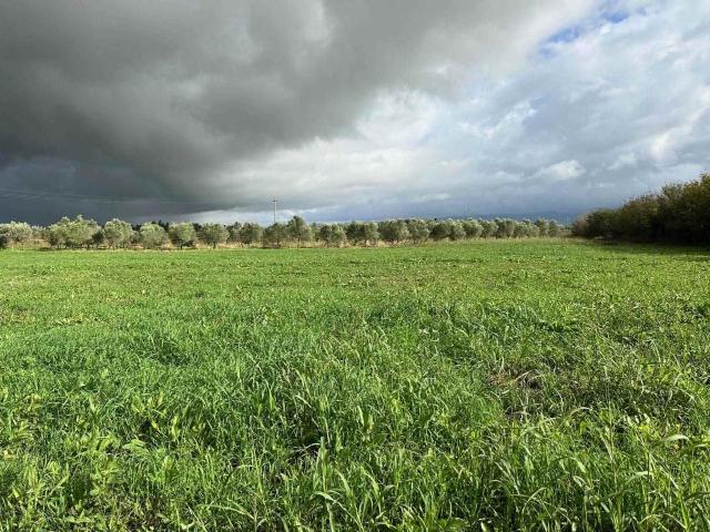 Terreno in vendita a Cecina, Toscana