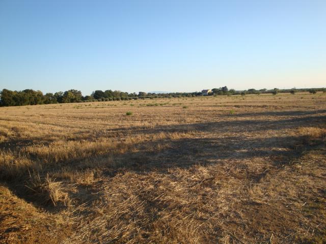 Terreno in vendita a Cecina, Toscana