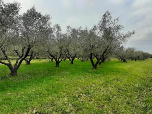 Terreno in vendita a Cecina, Toscana